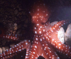 A very rare mediterranean  "White Spotted Octopus" (Octop... by Alberto Romeo 